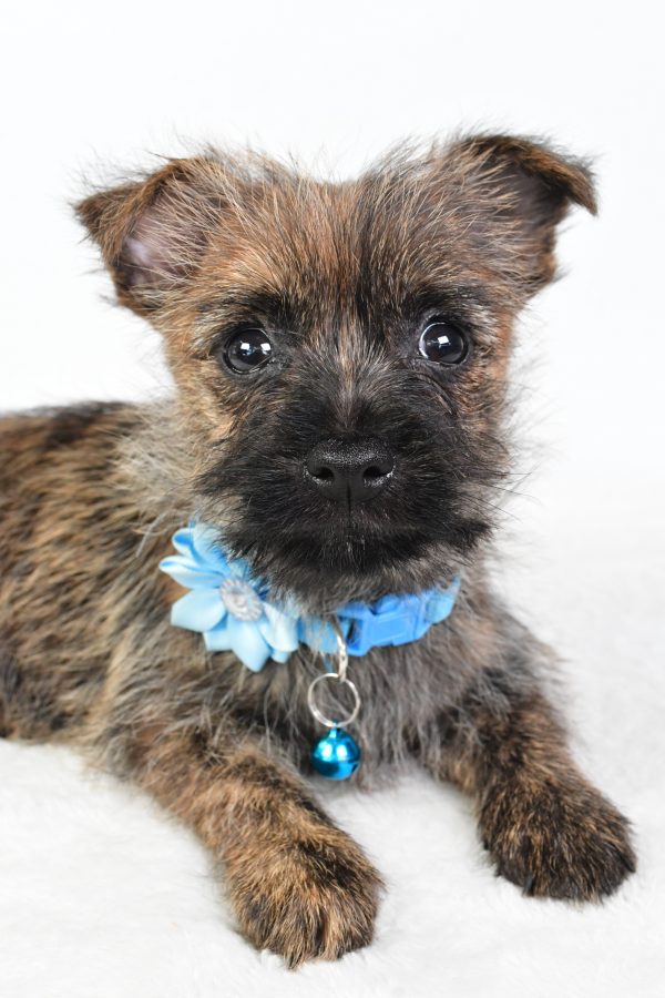 Miss Cotton The Cairn Terrier - Image 3