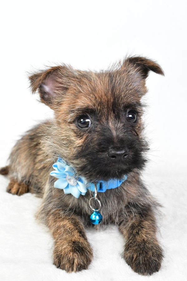 Miss Cotton The Cairn Terrier - Image 4