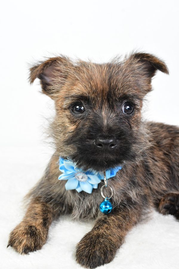 Miss Cotton The Cairn Terrier - Image 5