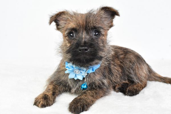 Miss Cotton The Cairn Terrier - Image 6