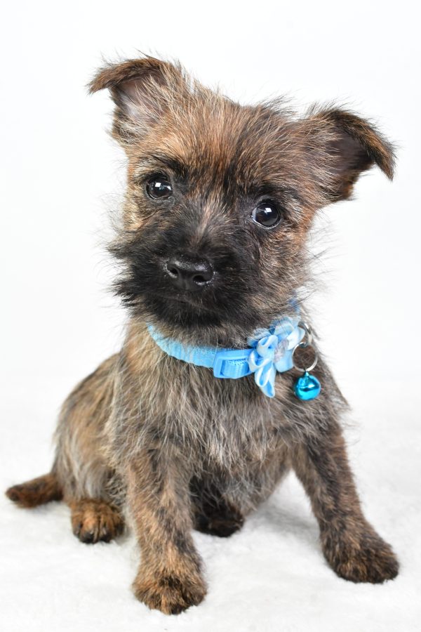 Miss Cotton The Cairn Terrier