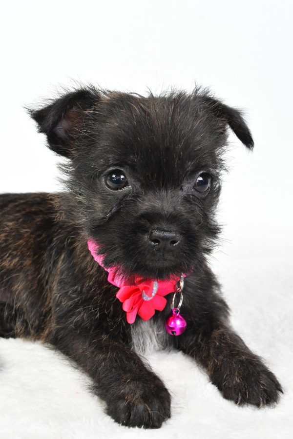 Miss Cookie The Cairn Terrier - Image 3