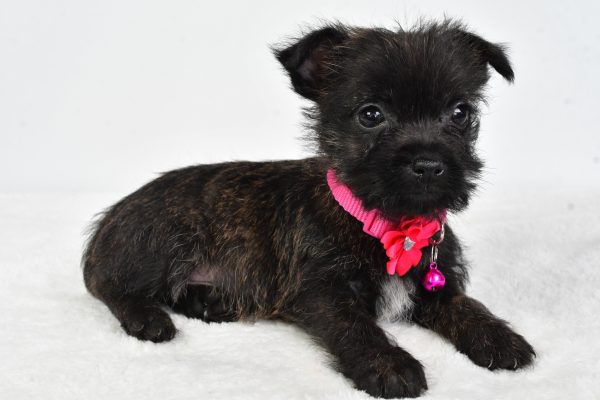 Miss Cookie The Cairn Terrier - Image 4