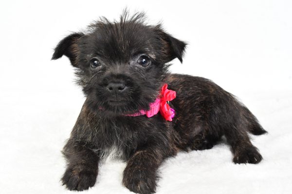Miss Cookie The Cairn Terrier - Image 5