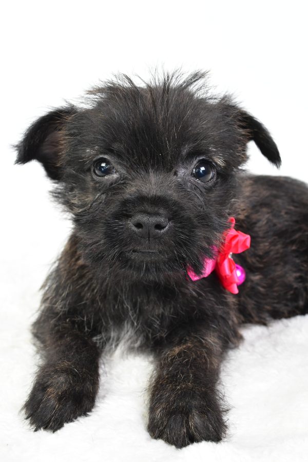 Miss Cookie The Cairn Terrier - Image 6