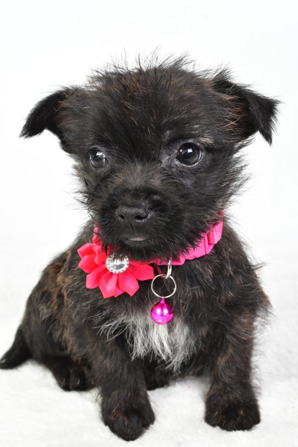 Miss Cookie The Cairn Terrier - Image 2