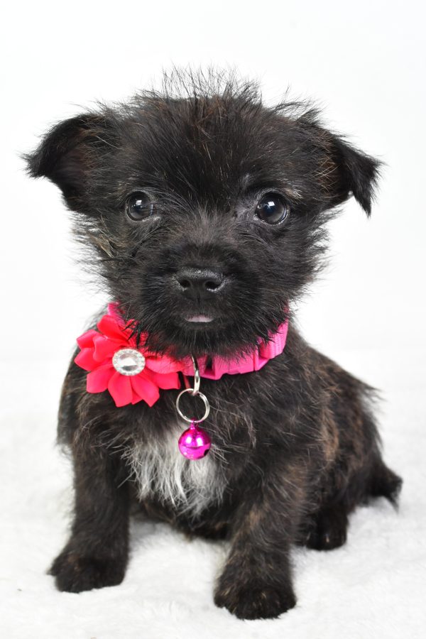 Miss Cookie The Cairn Terrier