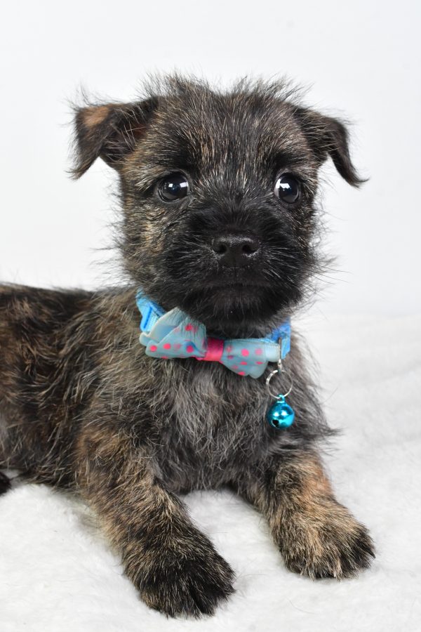 Mr Colby The Cairn Terrier - Image 4