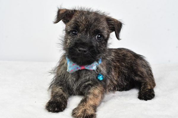 Mr Colby The Cairn Terrier - Image 8