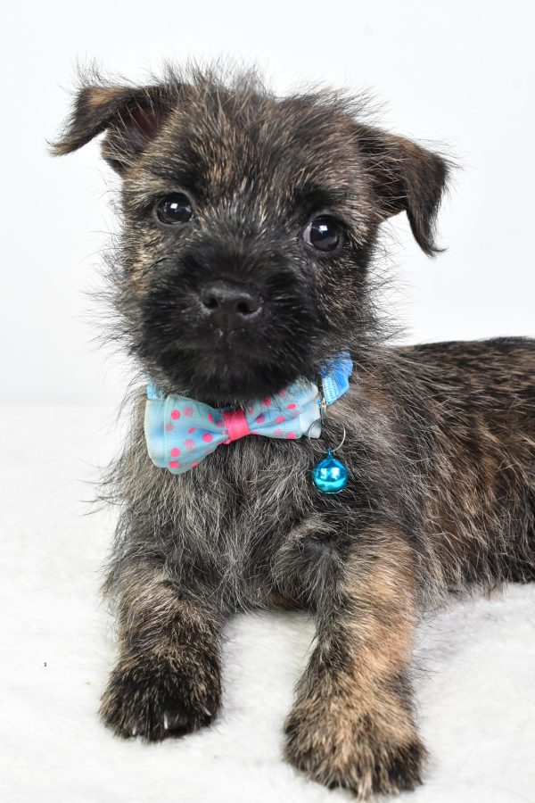 Mr Colby The Cairn Terrier - Image 6