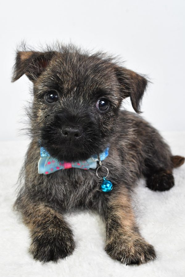 Mr Colby The Cairn Terrier - Image 5