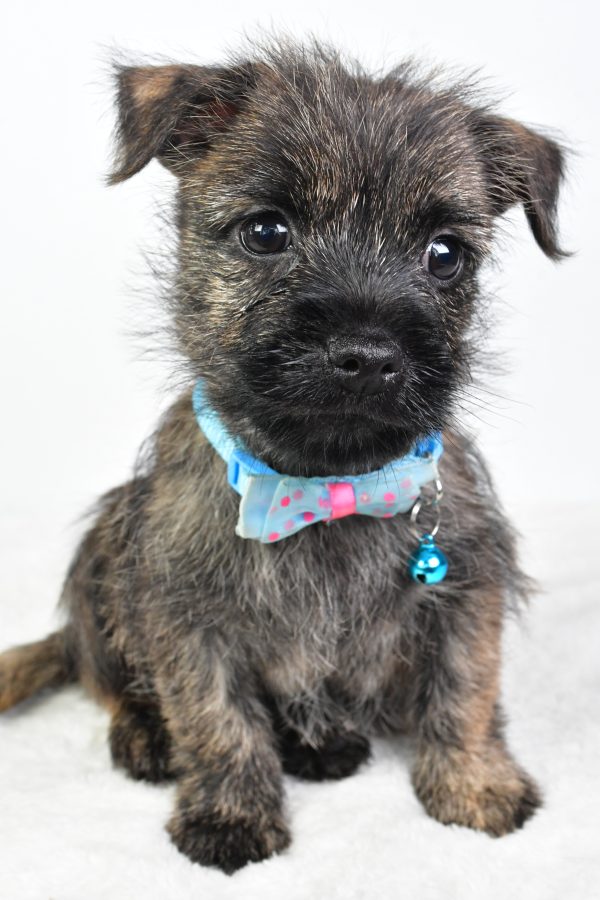 Mr Colby The Cairn Terrier - Image 2