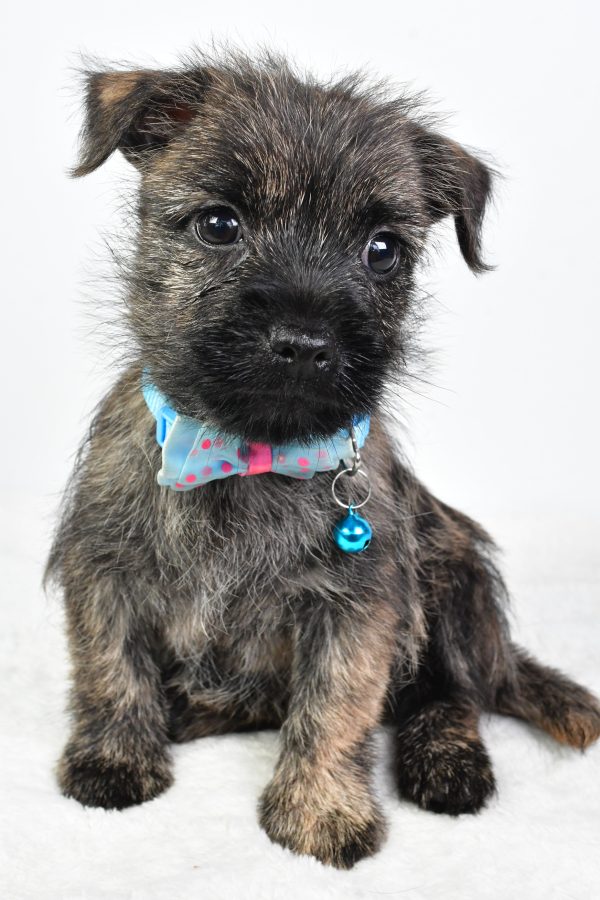 Mr Colby The Cairn Terrier - Image 3
