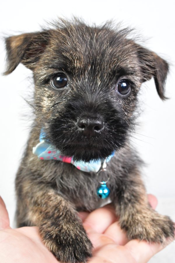 Mr Colby The Cairn Terrier