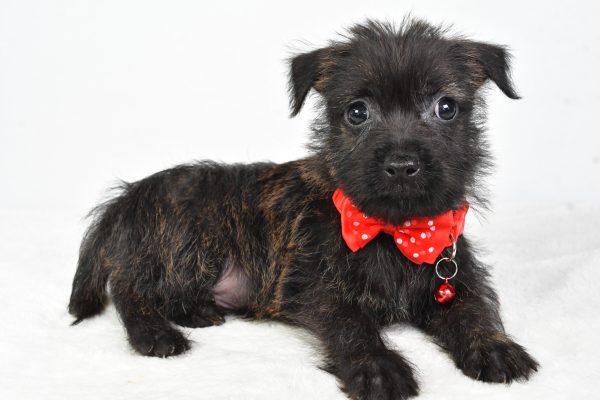 Mr Chase The Cairn Terrier - Image 6