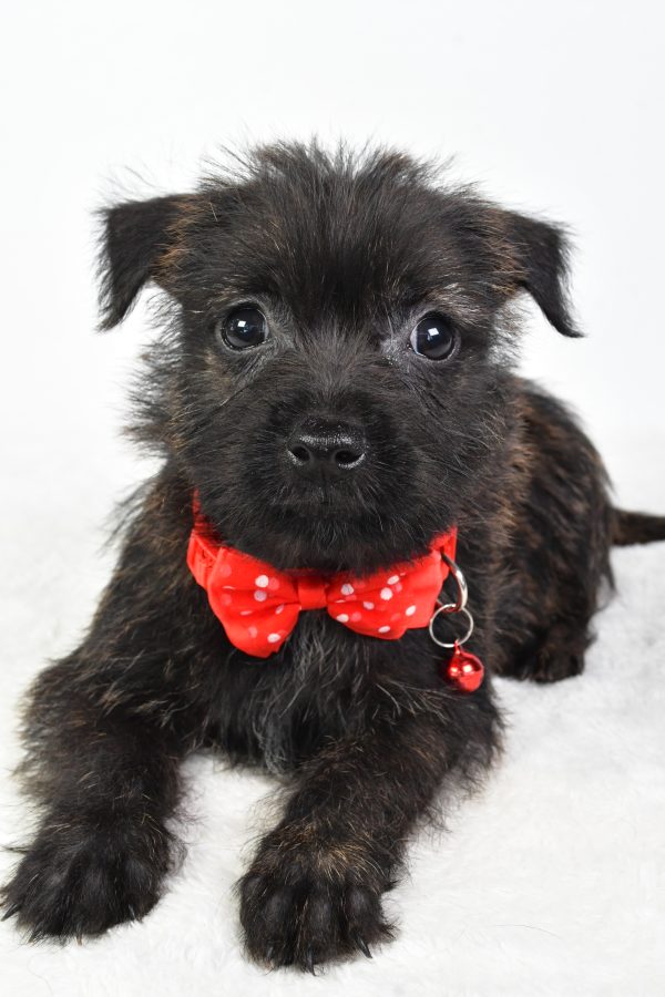 Mr Chase The Cairn Terrier - Image 4