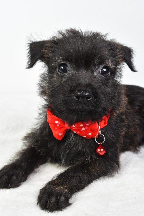 Mr Chase The Cairn Terrier - Image 3