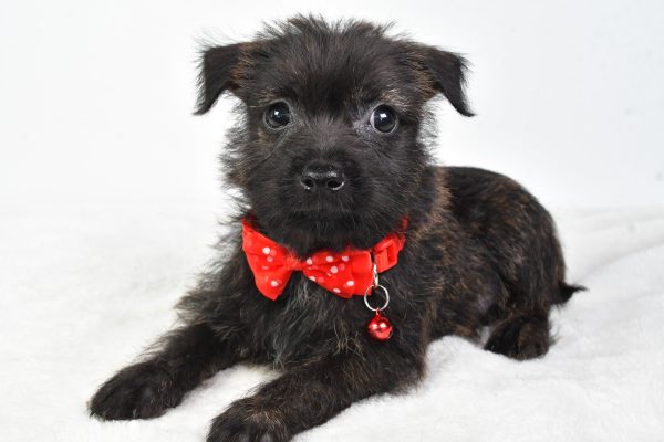 Mr Chase The Cairn Terrier - Image 7