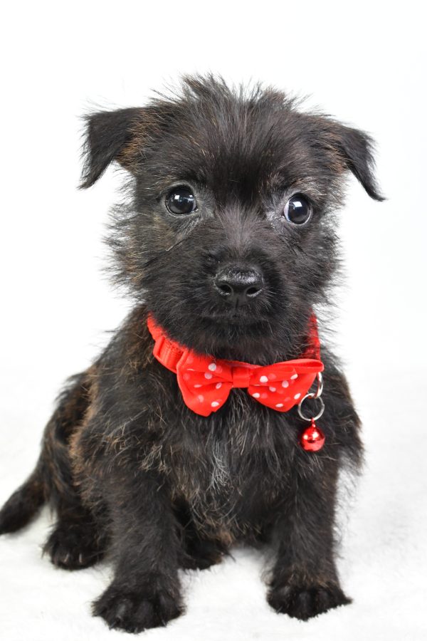 Mr Chase The Cairn Terrier - Image 2