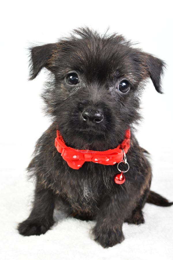 Mr Chase The Cairn Terrier