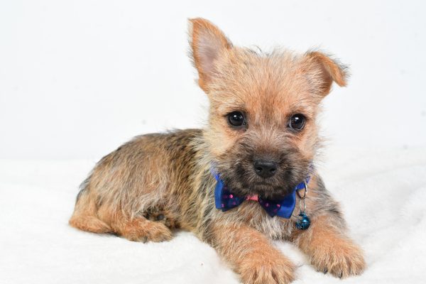 Mr Champion The Cairn Terrier - Image 5