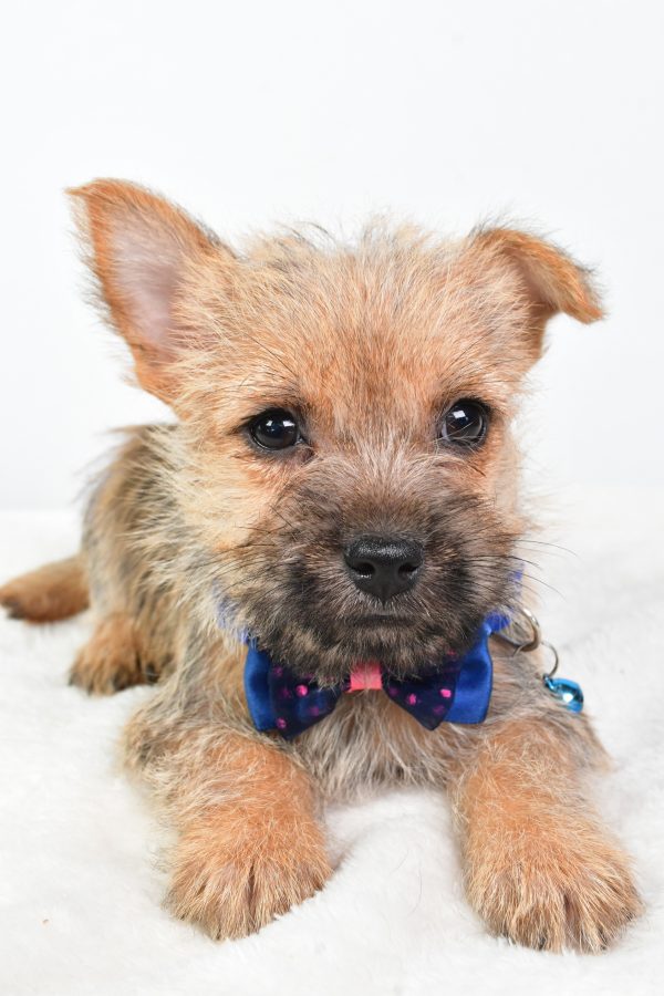 Mr Champion The Cairn Terrier - Image 4
