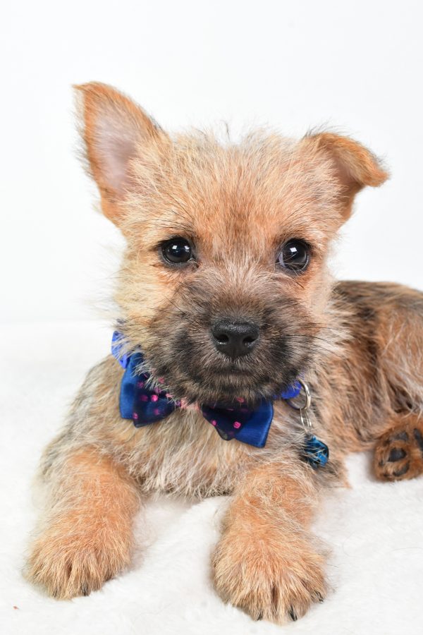 Mr Champion The Cairn Terrier - Image 3