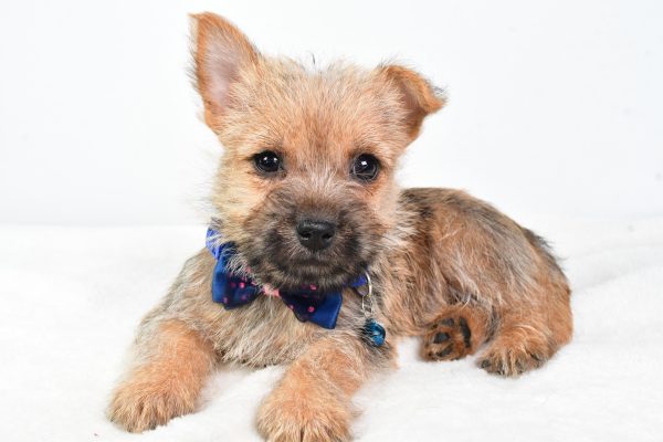 Mr Champion The Cairn Terrier - Image 6