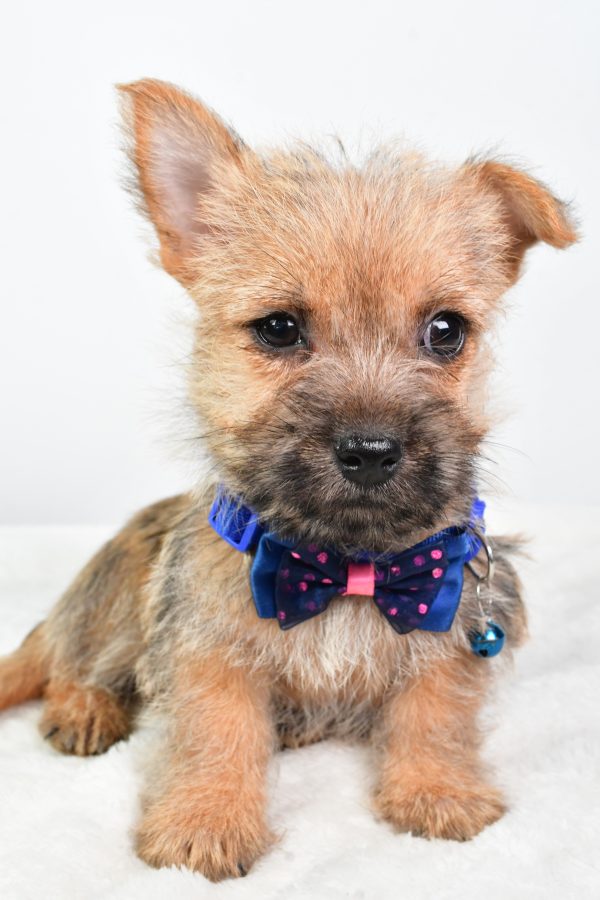Mr Champion The Cairn Terrier - Image 2