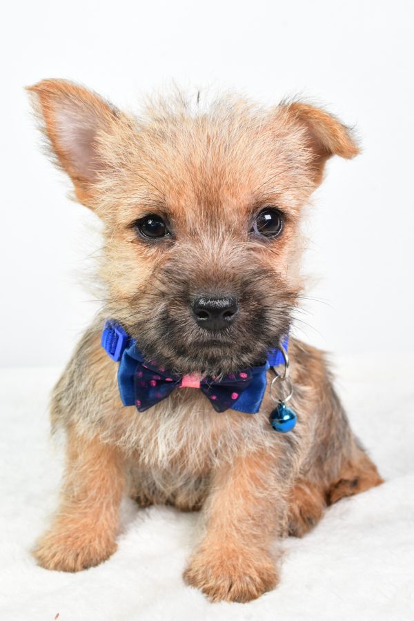 Mr Champion The Cairn Terrier
