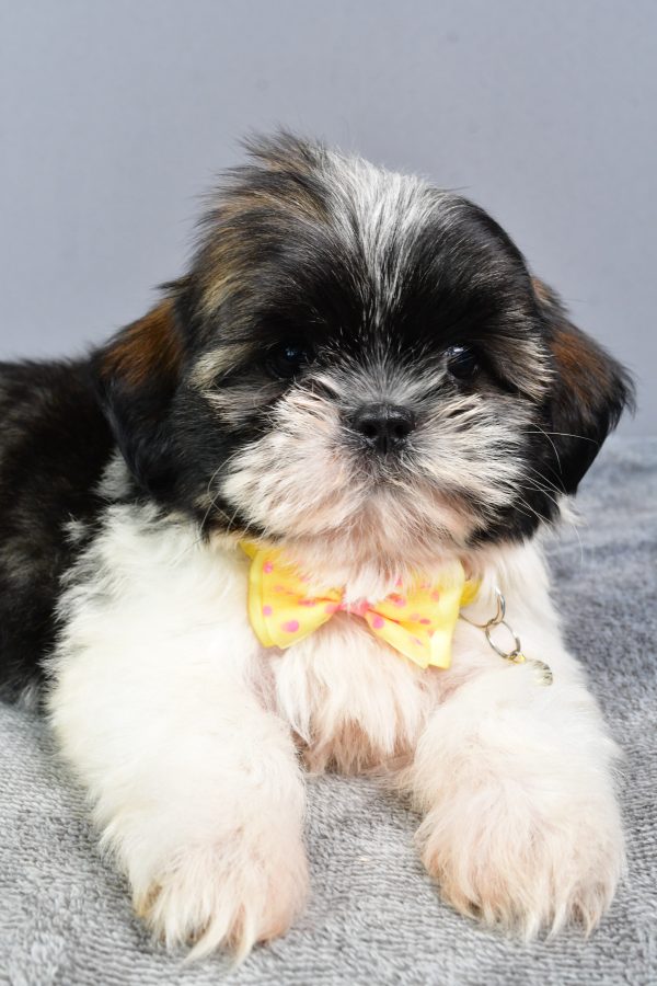 Mr Nate The Shihtzu - Image 3