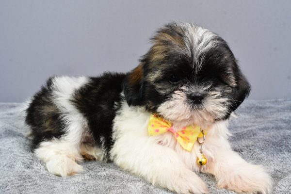 Mr Nate The Shihtzu - Image 5