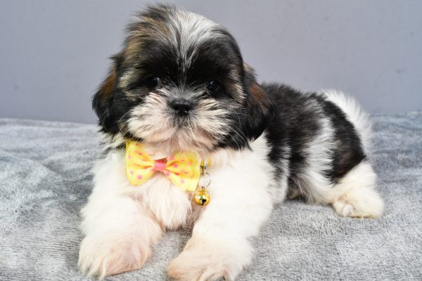 Mr Nate The Shihtzu - Image 4
