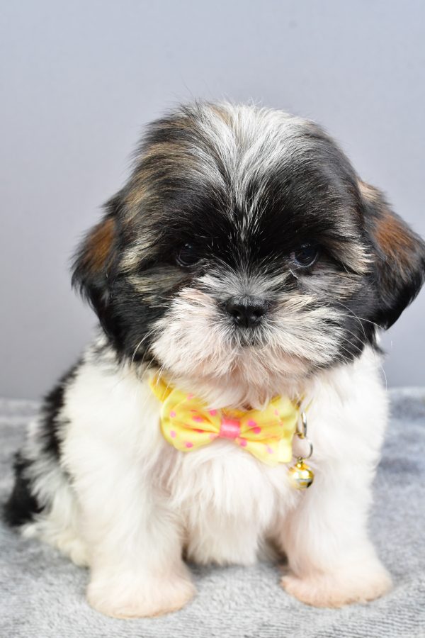 Mr Nate The Shihtzu