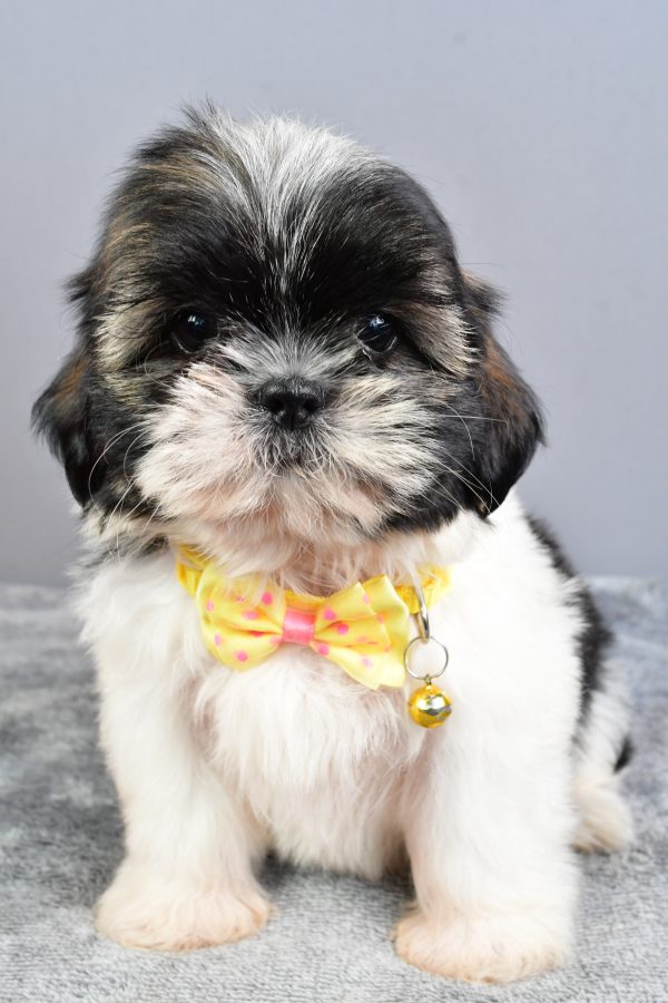 Mr Nate The Shihtzu - Image 2