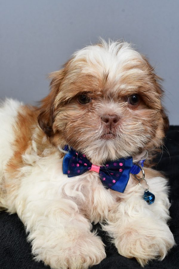 Mr Ned The Shihtzu - Image 5