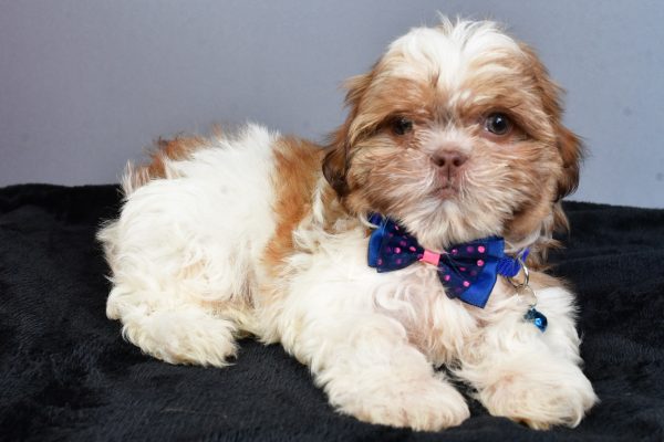 Mr Ned The Shihtzu - Image 6