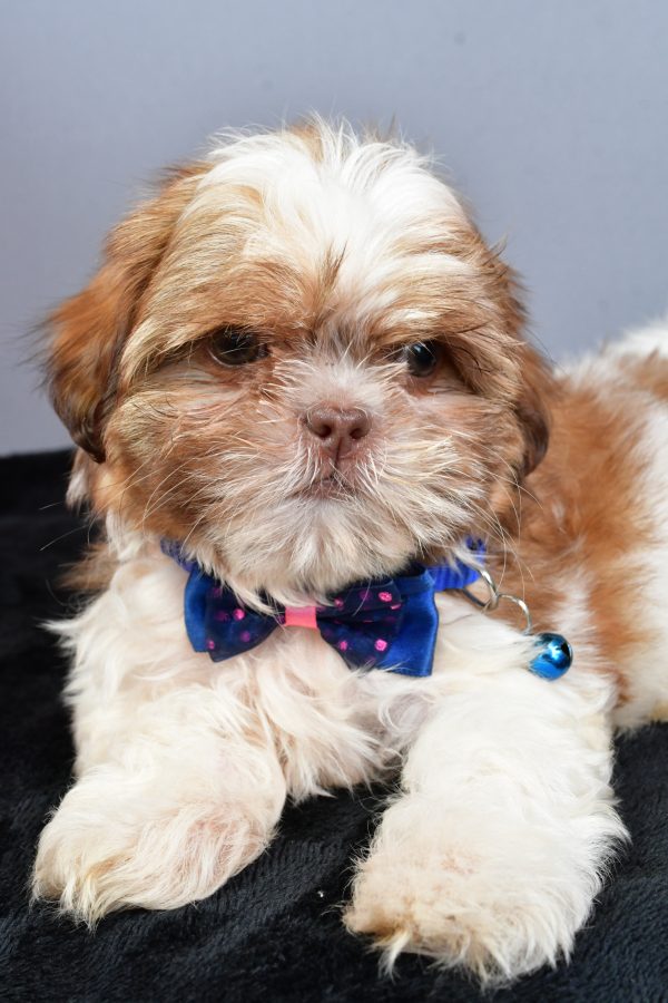 Mr Ned The Shihtzu - Image 3