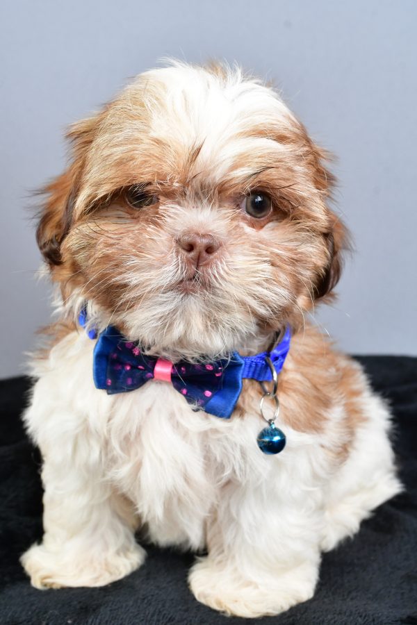 Mr Ned The Shihtzu