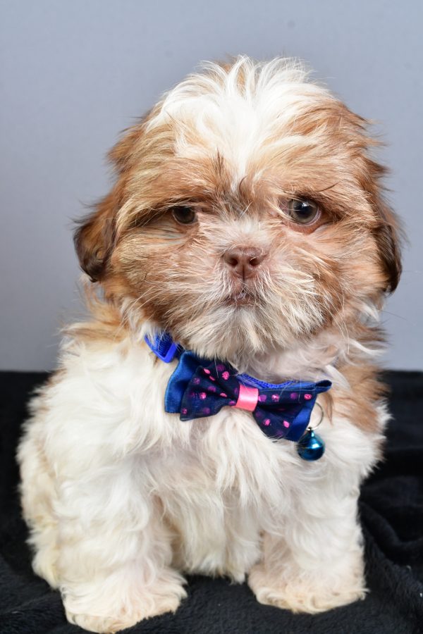 Mr Ned The Shihtzu - Image 2
