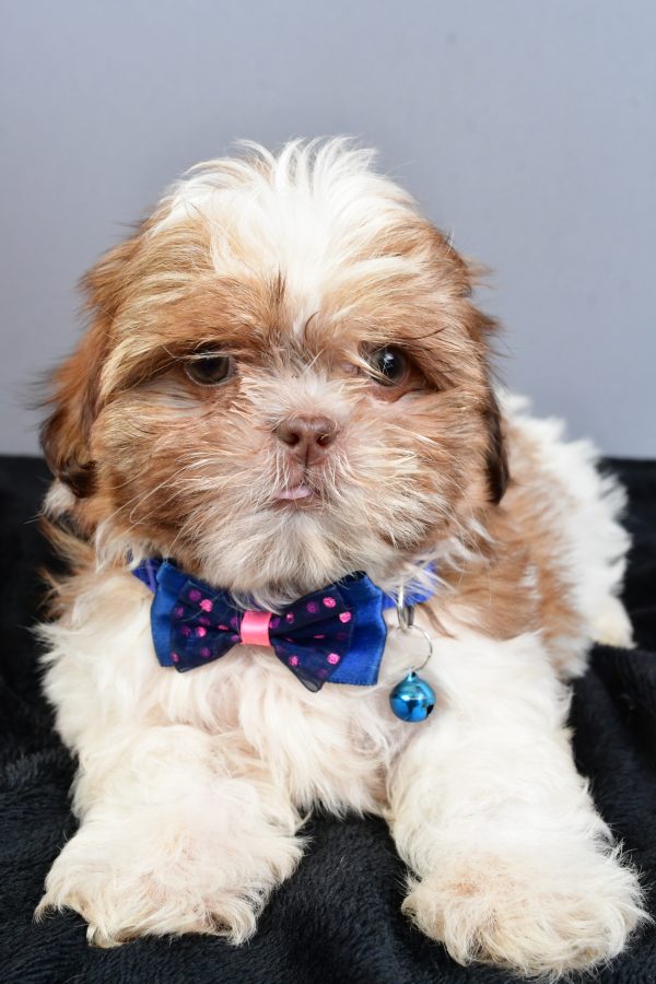 Mr Ned The Shihtzu - Image 4