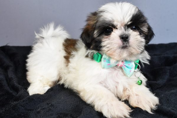 Mr Nelson The Shihtzu - Image 6