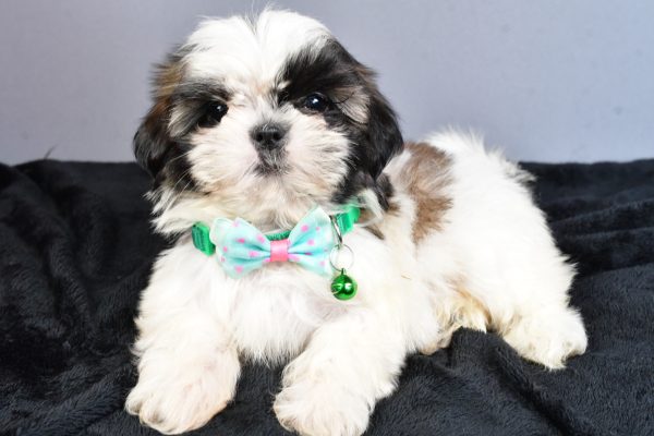 Mr Nelson The Shihtzu - Image 4
