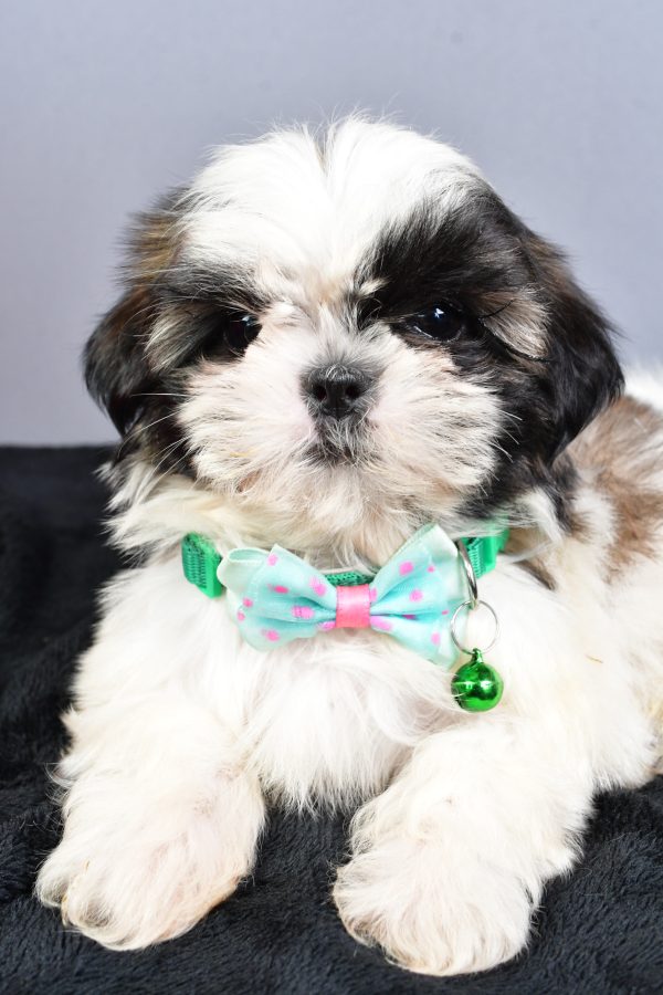 Mr Nelson The Shihtzu - Image 3