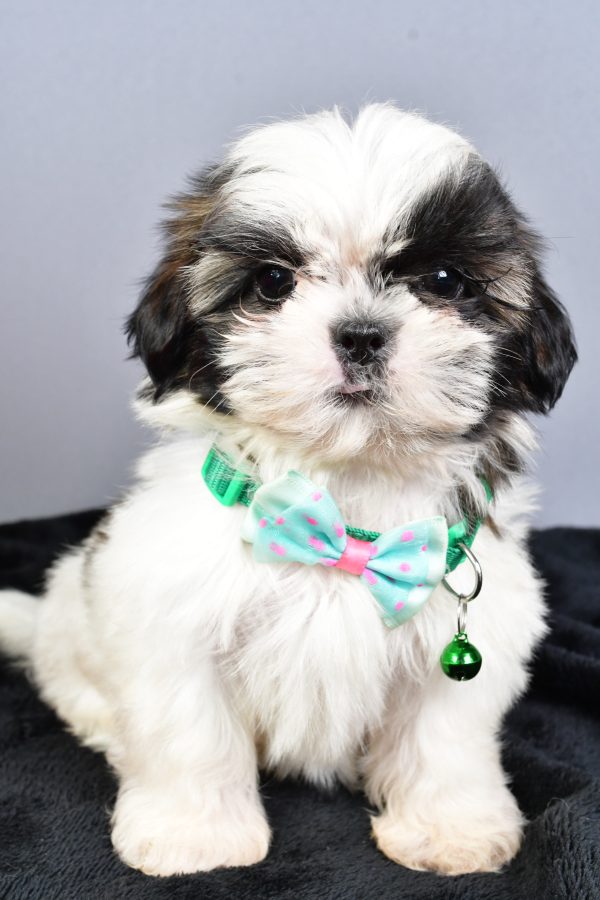 Mr Nelson The Shihtzu - Image 2
