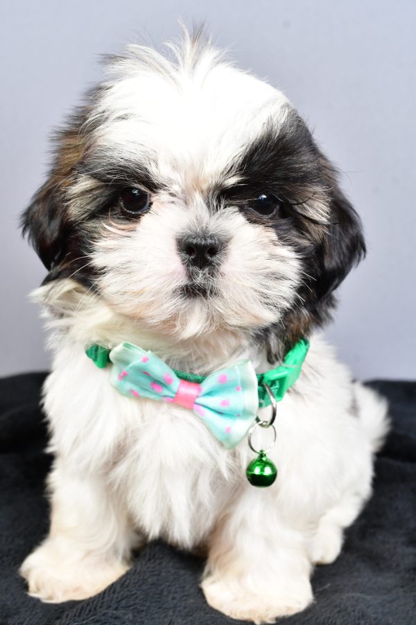 Mr Nelson The Shihtzu