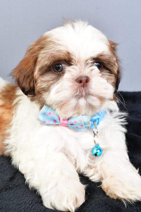Mr Nool The Shihtzu - Image 5
