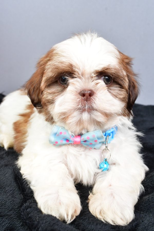 Mr Nool The Shihtzu - Image 4
