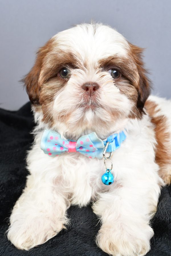 Mr Nool The Shihtzu - Image 3
