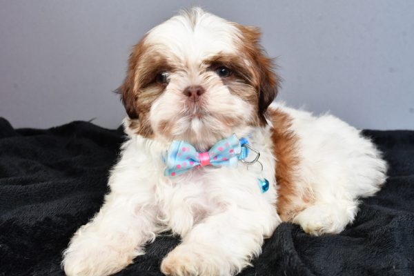 Mr Nool The Shihtzu - Image 6